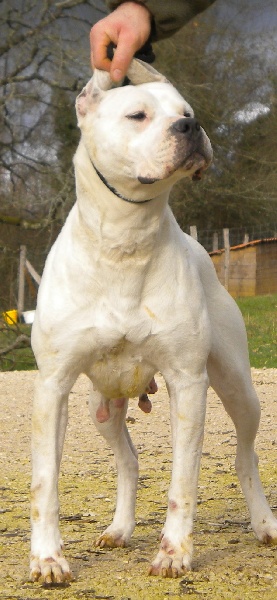 Calianda esperanza del Señor Jabalì